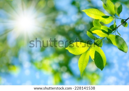 Bright spring natural background