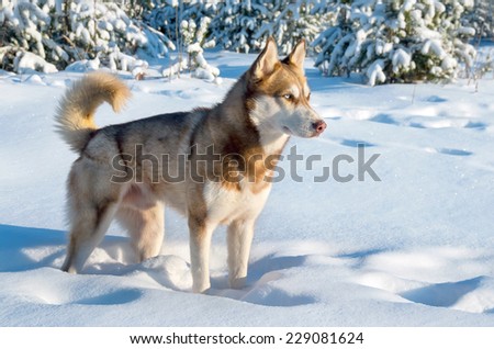 Siberian husky in winter forest