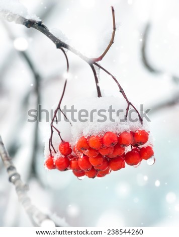 Mountain ash cluster in snow