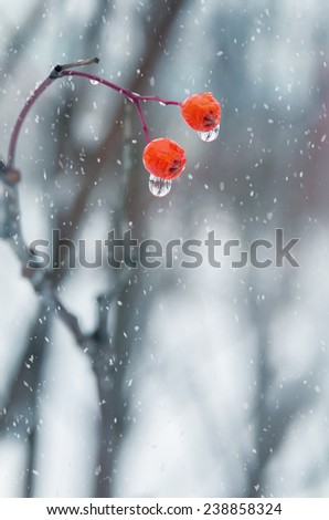 Two berries of a mountain ash with water drops