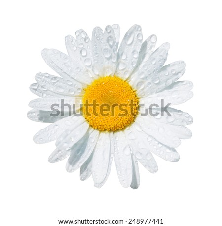 White daisy flower with dew drops isolated on white background White daisy flower with dew drops isolated on white background
