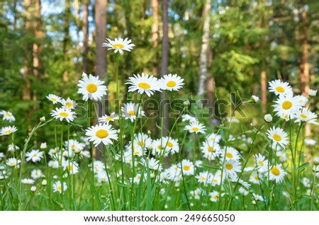 Beautiful daisies with forest in the background