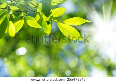 Bright spring natural background from the fresh leaves