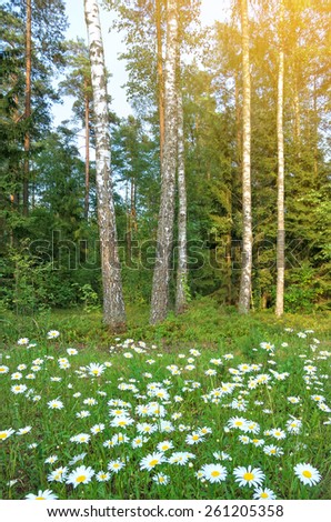 Summer landscape. Beautiful camomiles on the fringe of the forest.