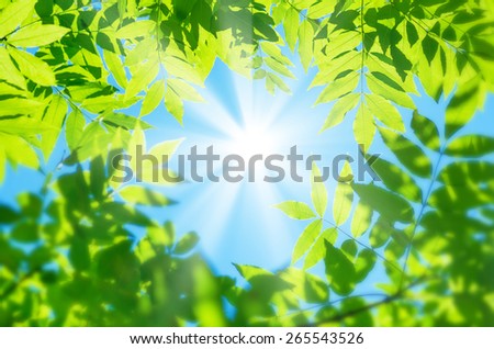 Spring natural background of green leaves on the background of the sunny sky