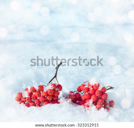 inter natural background with bunches of rowan in the snow