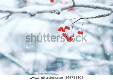 Background with a mountain ash cluster in snow