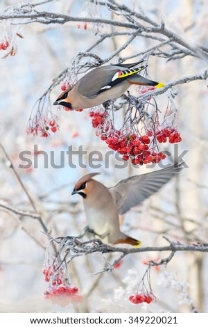 Two bird waxwings sitting on  branch of  mountain ash in the frost