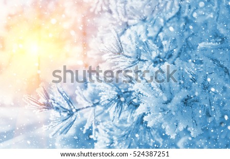 Winter bright background. Branches of pine covered with frost in the sun