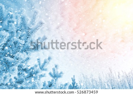 Winter bright background. Pine in the frost on the background of the cloudy sky.