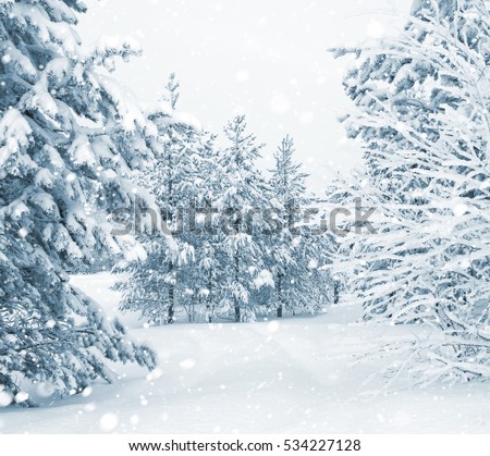 Bright winter landscape with snow-covered pine trees