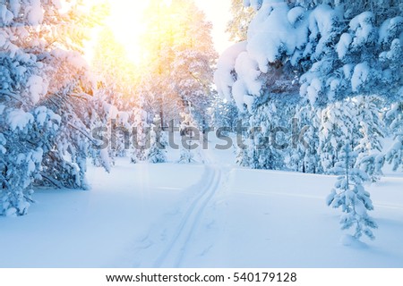 Winter landscape. Ski track in  snowy coniferous forest. Colorful sunset in the snowy forest.