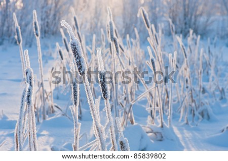 Cattail in the frost