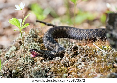 Snake. Venomous snake hunt in the swamp in Western Siberia.