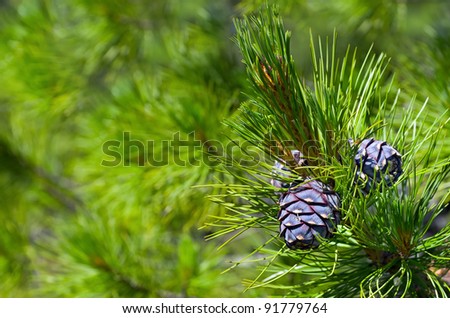 siberian cedar