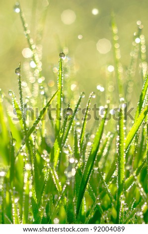 The morning dew. Abstract background of shining a bright morning dew.