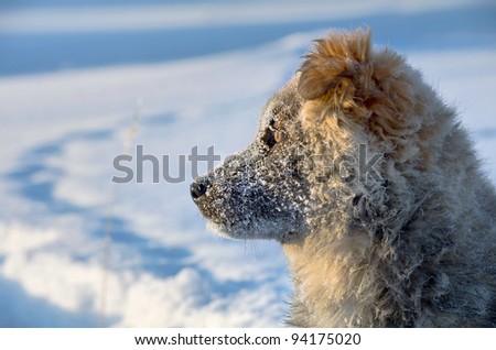 The dog in the snow watching the rising sun. Puppy stray dogs.