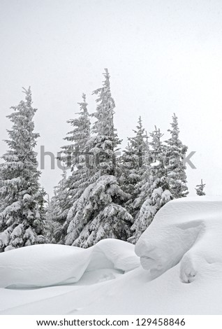 Mystical landscape of snow-covered trees and snow drifts in mountains Carpathians, Ukraine