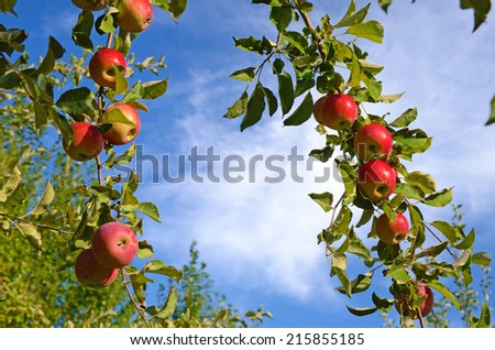 Beautiful colored fresh ripe apples on apple tree branch in the garden against the sky