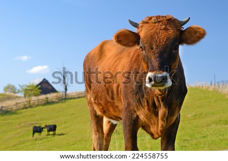Cute cow in a pasture on a sunny day on a background of meadow and blue sky