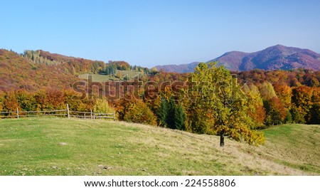 Scenic autumn landscape with yellow cauliflower forest tree in the mountains (relaxation, harmony - concept)
