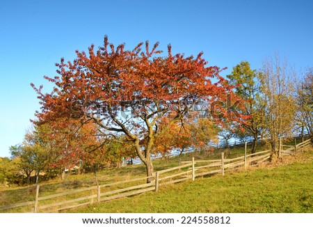 Magic landscape with a tree with red leaves in autumn (relaxation - concept)