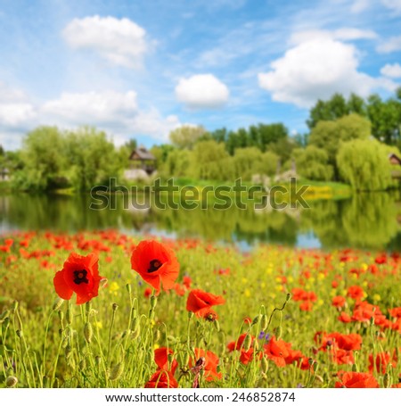 Scenic landscape with flowers poppies near the pond against the sky with clouds