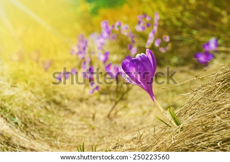 Beautiful landscape with crocus in spring sunny day (10% discount - concept)