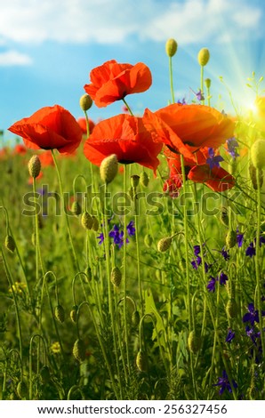 Fabulous landscape with flowers poppies against the sky and sunrise (rest, relaxation, meditation, stress relief - concept)