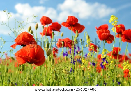 Scenic landscape with flowers poppies against the sky with clouds (rest, relaxation, meditation, stress relief - concept)
