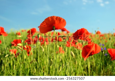 Scenic landscape with flowers poppies against the sky (rest, relaxation, meditation, stress relief - concept)