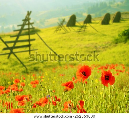 Beautiful landscape with poppies and fresh cut grass in a meadow in sunlight in Karpatian, Ukraine