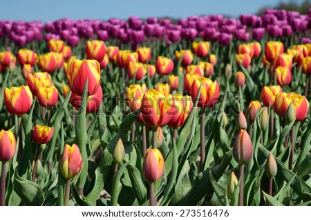Fantastic landscape with colorful flowers tulips (relaxation, meditation, stress reduction, background - concept)