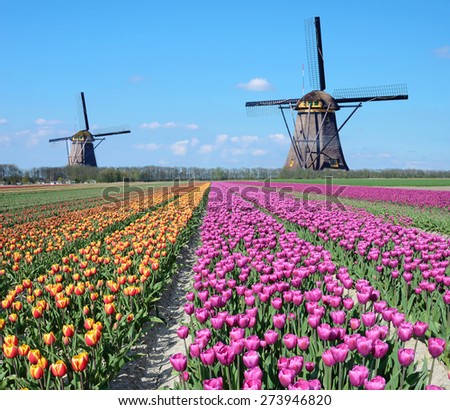 Fantastic landscape with windmills and tulip field in pastel colors  (relaxation, meditation, stress management - concept)