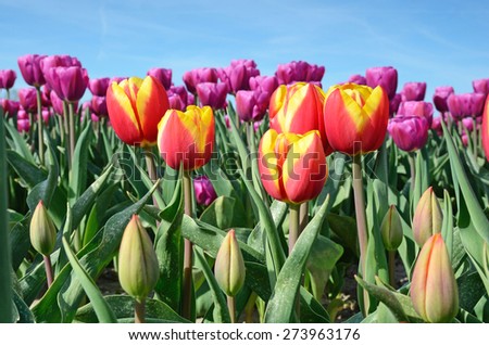 Fantastic landscape with colorful flowers tulips (relaxation, meditation, stress reduction, background - concept)