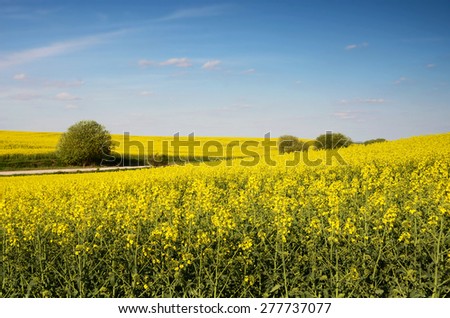 Beautiful landscape with yellow rapeseed field and blue sky with clouds (anti-stress, meditation - concept)