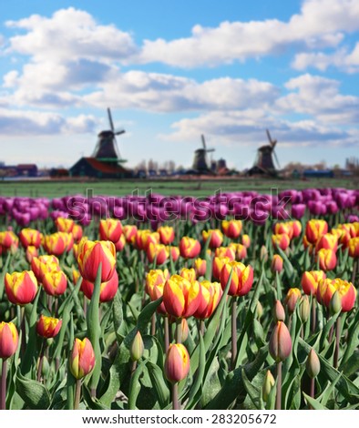 Fantastic landscape with windmills and tulip field  (relaxation, meditation, stress management - concept)