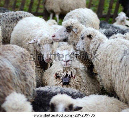 Smiling sheep in the herd sheep (recognition, environment, joy, well-being - concept)