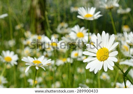 Beautiful daisy close-up on a sunny day in the meadow  (peace, health, magic, desire - concept)