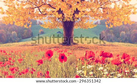 Beautiful landscape with poppy flowers and single tree with yellow autumn foliage in the mountains in pastel colors. Instahram effect. (natural background)