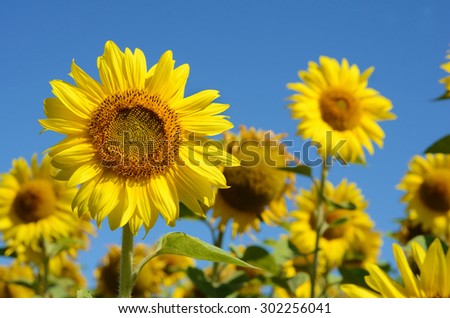 Idyllic landscape with large sunflowers against the sky on a sunny day (relaxation, anti-stress, meditation - concept)