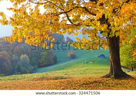 Beautiful landscape with magic autumn trees and fallen leaves in the mountains (harmony, relaxation - concept)