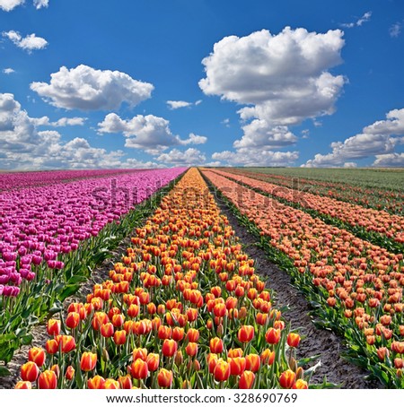 Fantastic landscape with colorful flowers tulips against the sky (relaxation, meditation, stress reduction, background - concept)