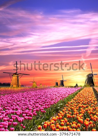 Magical landscapes with windmills and tulips at sunrise in the Netherlands
