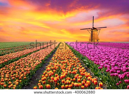 A magical landscape with sunrise over tulip field in the Netherlands (relaxation, meditation, stress management - concept)
