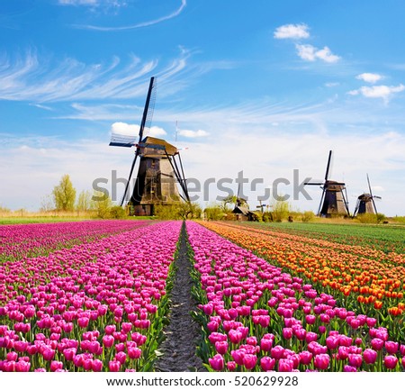 A magical landscape of tulips and windmills in the Netherlands. (Relaxation, meditation, anti-stress - concept)