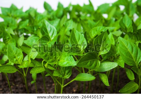 Green sprouts growing from seeds. Pepper. Close-up of green seedling growing out of soil