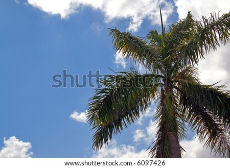 A palm tree in sunny South Florida.
