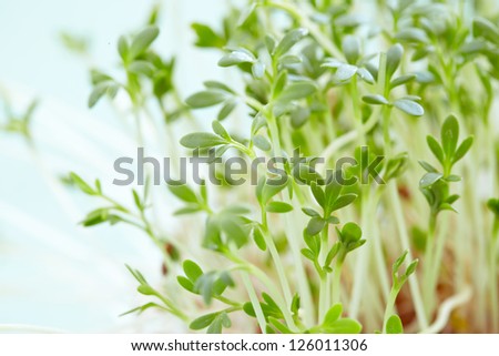 Close up of fresh garden cress leaves