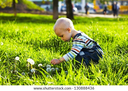 Beautiful Child Picks Dandelion Flowers